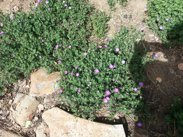 Small purple flowers on a green ground cover
