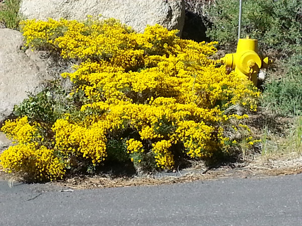 Yellow blooms and  low growing