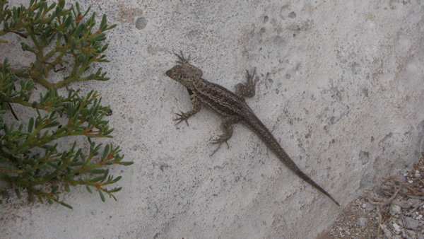 Lizard2