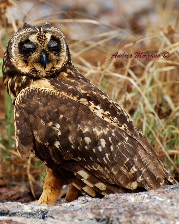 short eared owl 3_sm