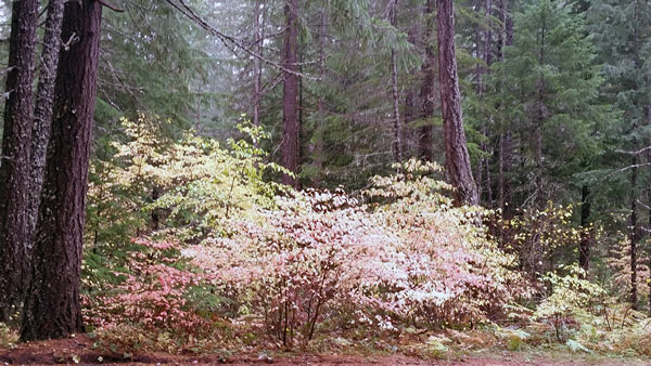 20161014_112147-redtrees-sm