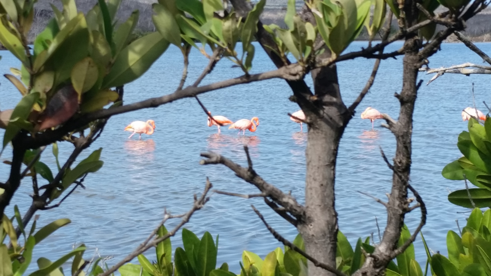 Galapagos – 18, April 28, 2016, Amazing Floreana Island and Post Office&nbsp;Bay