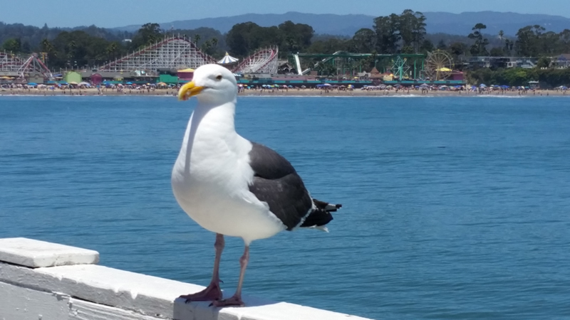 SantaCruzSeagull-800wd